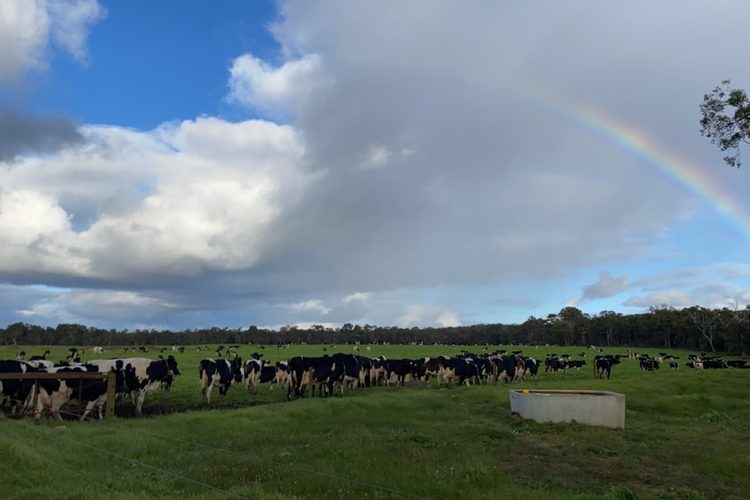 Dairy country in the southwest of WA