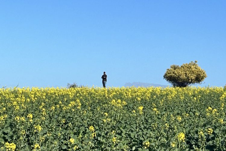 Standing in a flowering canola crop