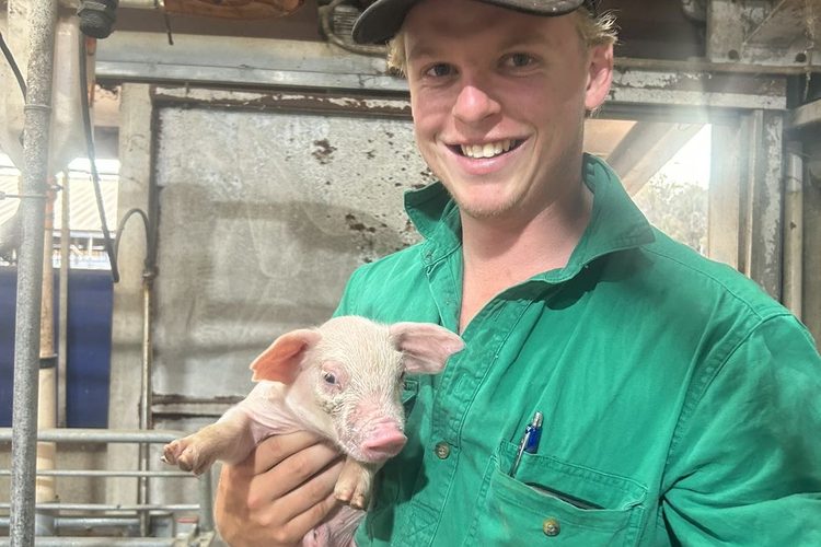 At a piggery in Narrogin, WA